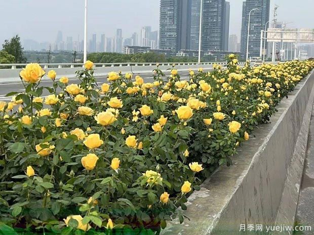 武漢新增多條絕美月季花道，江城處處花海景觀(圖5)