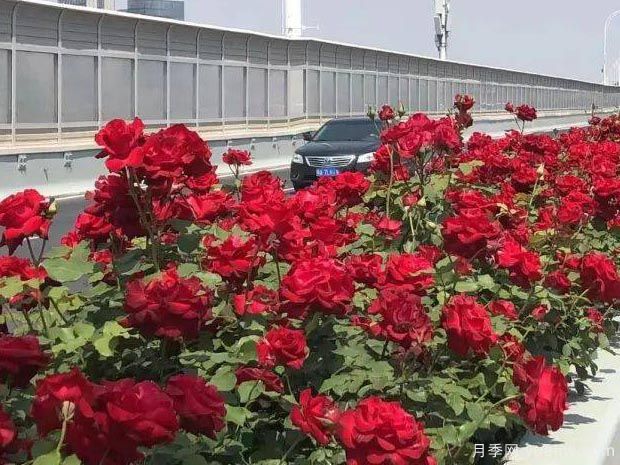 武漢新增多條絕美月季花道，江城處處花海景觀(圖7)