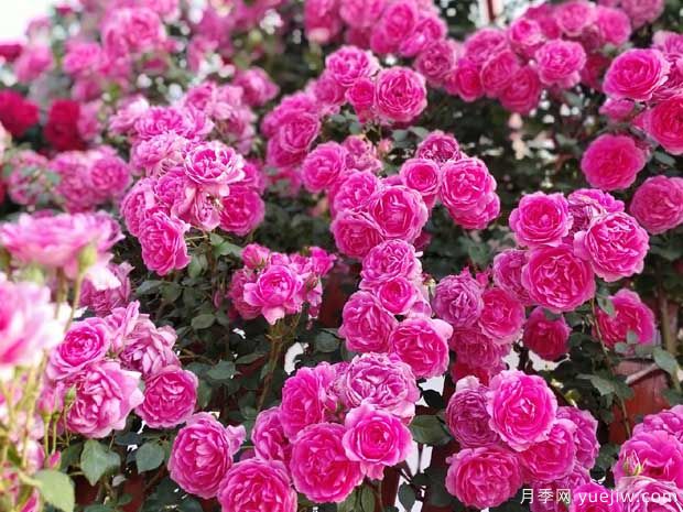 武漢新增多條絕美月季花道，江城處處花海景觀(圖8)