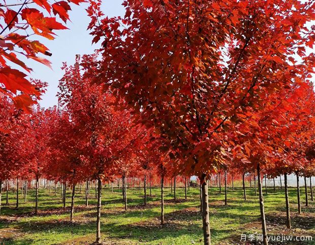 美國(guó)紅楓和日本紅楓的區(qū)別？哪個(gè)好？(圖1)