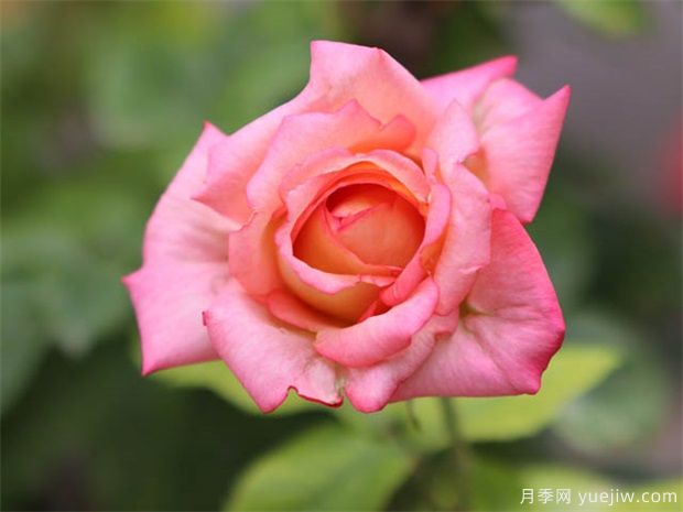 大美月季，十堰這幾處的月季花海等你來觀賞(圖1)