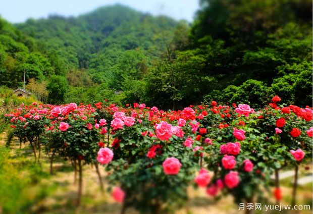 大美月季，十堰這幾處的月季花海等你來觀賞(圖3)