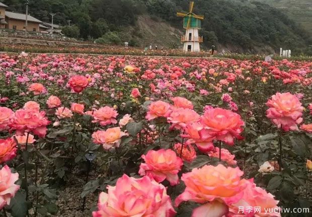 大美月季，十堰這幾處的月季花海等你來觀賞(圖4)