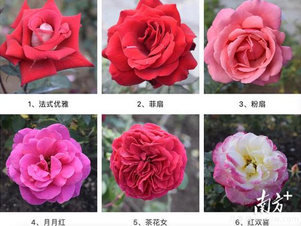 東莞植物園83個月季花品種盛放，教你如何種月季(圖1)