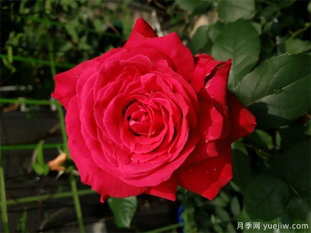 比香水還香的月季花？10個濃香月季排行榜(圖4)