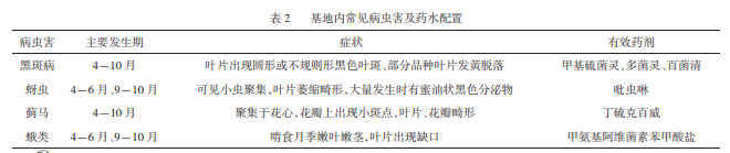 高架月季盆栽規(guī)?；B(yǎng)護(hù)技術(shù)(圖2)