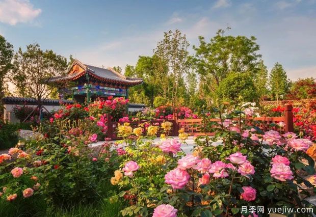 南陽世界月季大觀園國慶游園會，盛世船情夢回南都 (圖2)