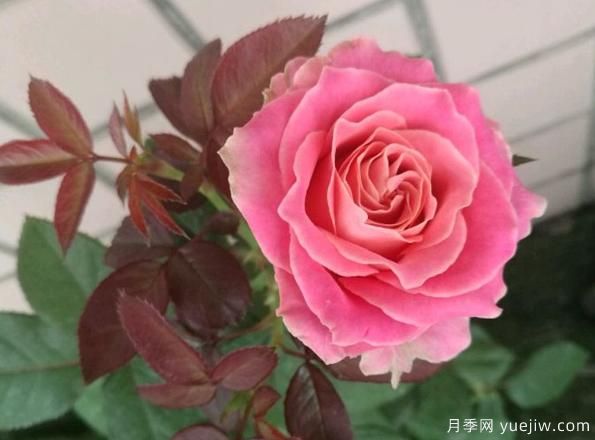 專屬12星座的月季花，你的星座是什么月季(圖3)