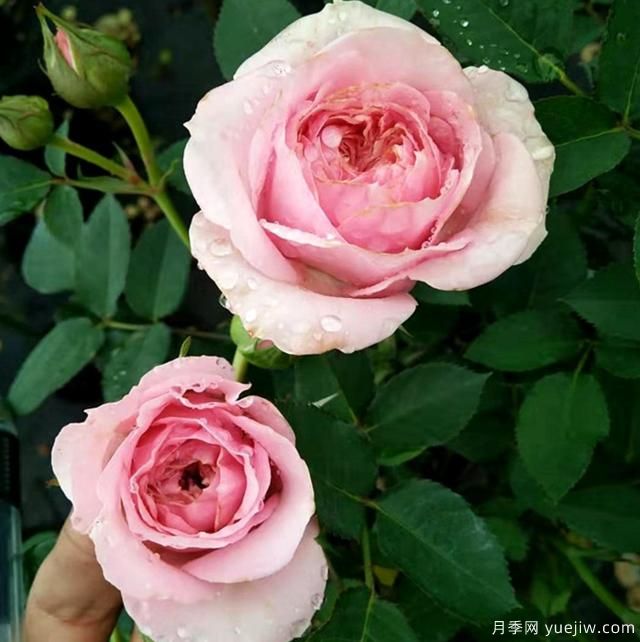 專屬12星座的月季花，你的星座是什么月季(圖8)