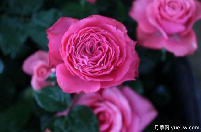 專屬12星座的月季花，你的星座是什么月季(圖12)