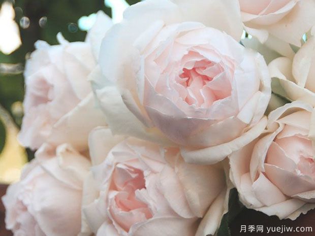 介紹10種濃香月季，好養(yǎng)又好看，陽臺盆栽香飄滿屋(圖3)