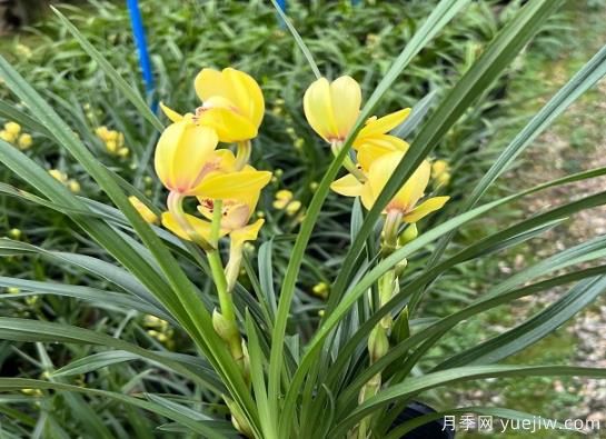 蘭花常見(jiàn)病害喲哪些？如何識(shí)別與防治？(圖1)
