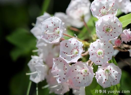桂花樹(shù)和山月桂的區(qū)別有哪5點(diǎn)？(圖2)