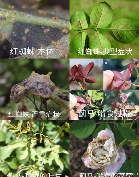 全面的月季蟲害圖鑒，癥狀判斷和防治用藥(圖1)
