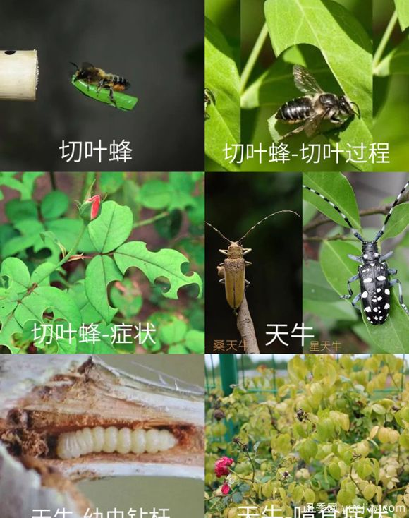 全面的月季蟲害圖鑒，癥狀判斷和防治用藥(圖2)