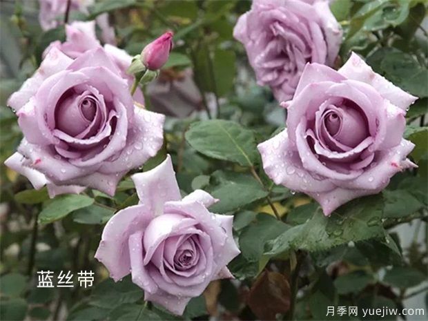 深扒月季間的親戚關(guān)系是怎樣的？(圖4)