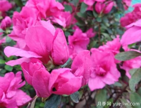  如何把杜鵑花養(yǎng)好？做好四點，花開熱情四季可賞(圖1)