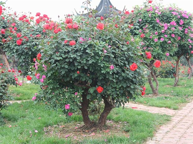 綠化苗木移植準(zhǔn)備工作、標(biāo)準(zhǔn)流程和養(yǎng)護(hù)管理(圖1)