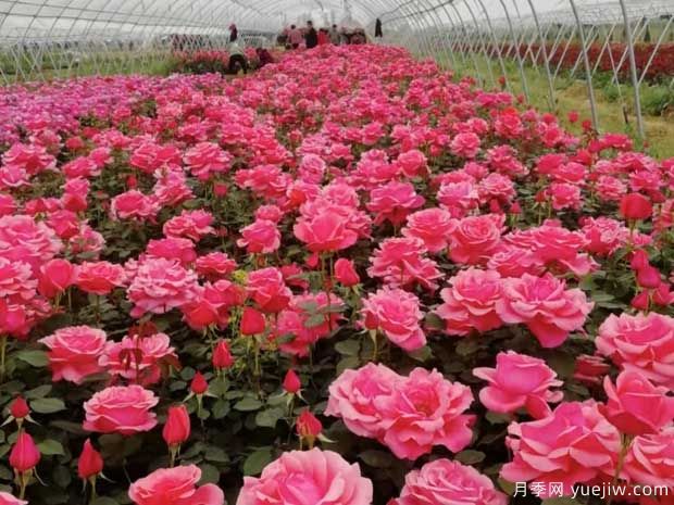 月季花應(yīng)該如何施肥能夠開(kāi)花多？(圖1)