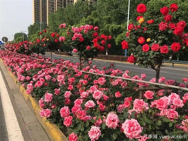 園林常用耐旱植物有哪些？園林人推薦的苗木(圖1)