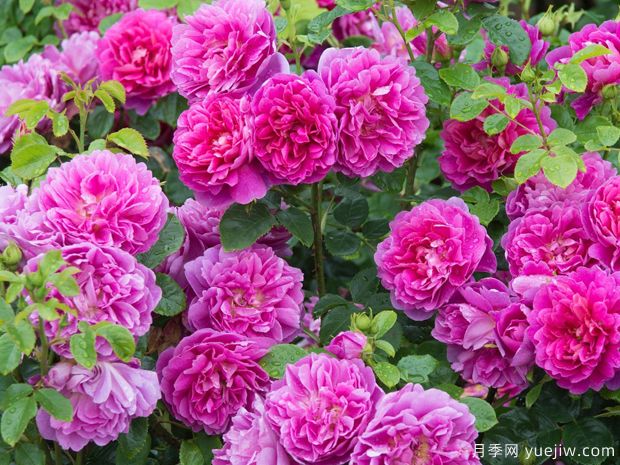 薔薇花該如何種植養(yǎng)護(hù)？一文講明白(圖1)