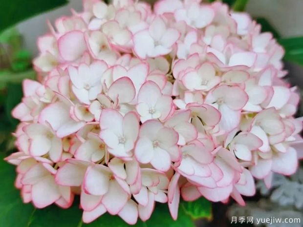 28個(gè)優(yōu)秀繡球品種，花團(tuán)簇簇，花色夢(mèng)幻(圖2)