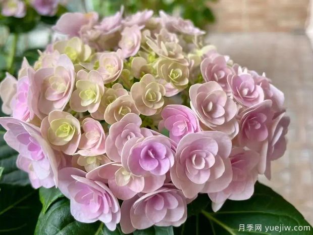 28個(gè)優(yōu)秀繡球品種，花團(tuán)簇簇，花色夢(mèng)幻(圖3)
