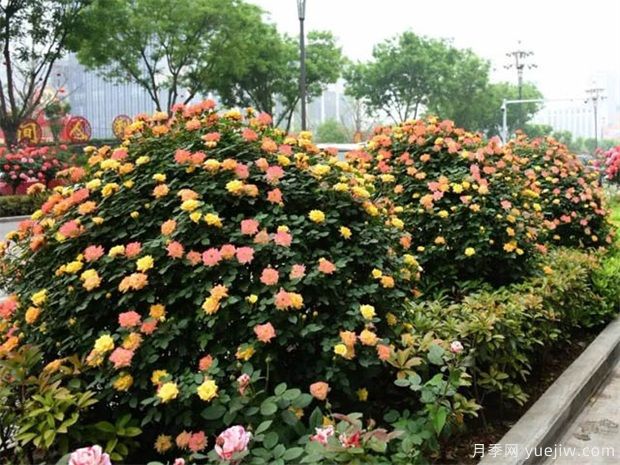 灌木球，月季花球，為景觀設(shè)計(jì)畫龍點(diǎn)睛(圖2)