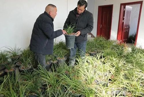 南陽(yáng)西峽蘭花香飄正好，蘭花培育致富(圖1)
