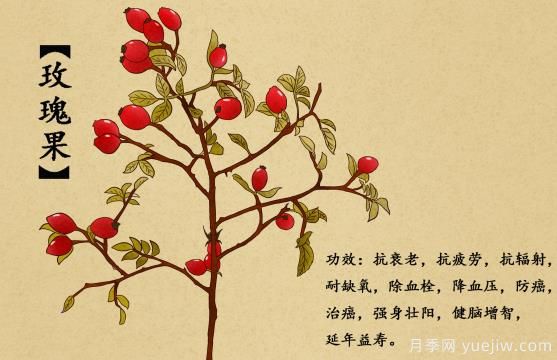 什么是玫瑰果？玫瑰果9大功效作用(圖1)