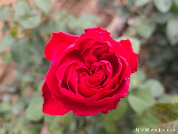 月季盆栽開了幾個(gè)月就頹廢了，如何重新開花？(圖2)