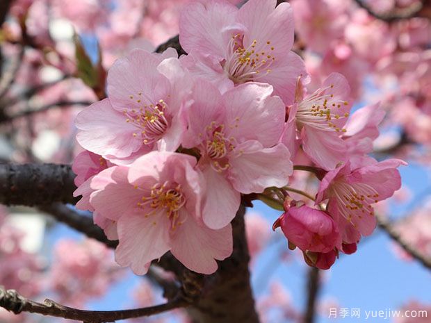 早櫻晚櫻冬櫻的區(qū)別？櫻花主要品種(圖1)