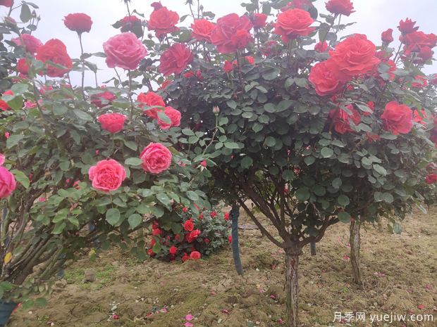 樹狀月季養(yǎng)護(hù)能活多少年？(圖1)