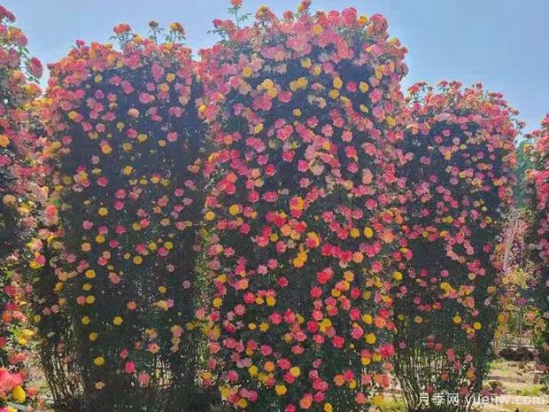藤本月季花柱的優(yōu)點(diǎn)和制作步驟(圖1)