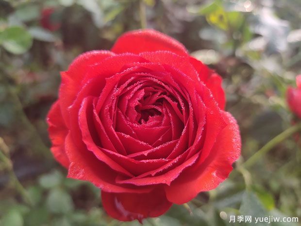 春天養(yǎng)月季，推薦8個經典高品質豐花月季品種(圖1)
