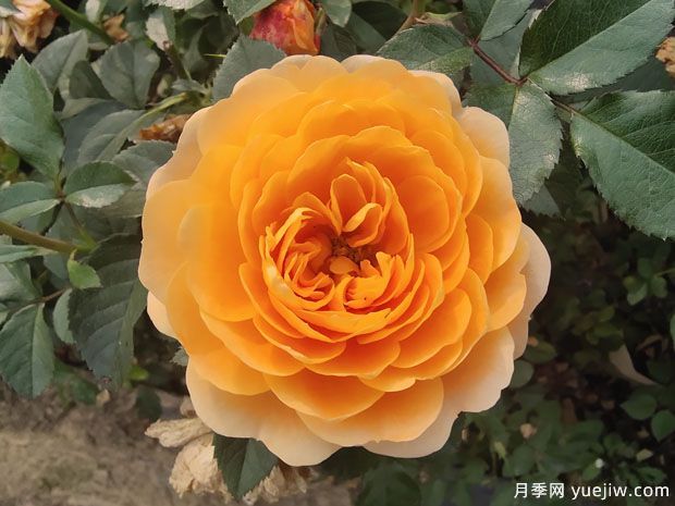 春天養(yǎng)月季，推薦8個經典高品質豐花月季品種(圖2)