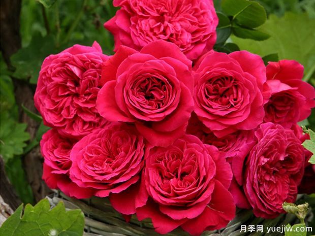 春天養(yǎng)月季，推薦8個經典高品質豐花月季品種(圖3)