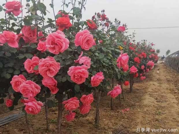 重慶樹狀月季美麗盛開，進(jìn)入花期(圖1)
