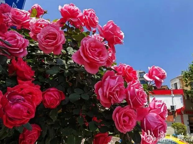 曲靖麒麟區(qū)樹狀月季花開成錦，芬芳四溢(圖1)