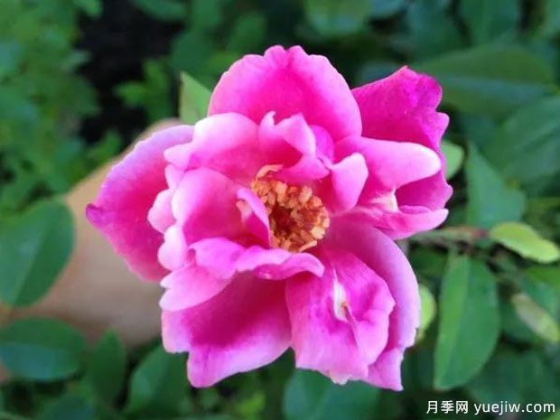 從澳大利亞發(fā)現并命名的萬家燈火談中國古老月季(圖1)