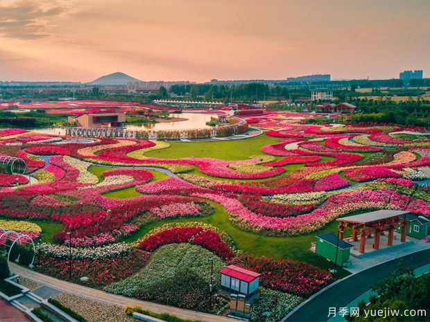南陽(yáng)2023首屆世界月季博覽會(huì)，月季花開(kāi)迎客來(lái)(圖1)
