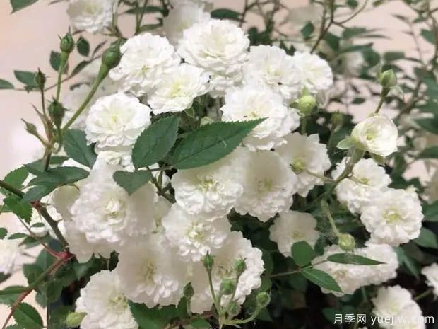 超微月季推薦，雪月月季(圖1)