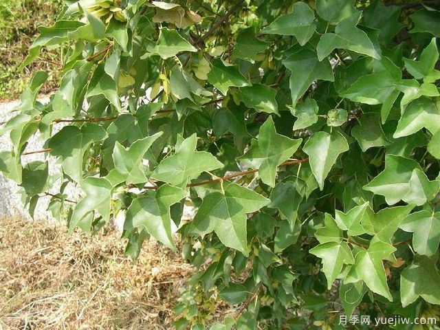 雞爪槭、三角楓、紅楓的區(qū)別辦法和圖片(圖3)