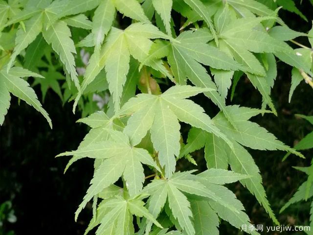 雞爪槭、三角楓、紅楓的區(qū)別辦法和圖片(圖1)