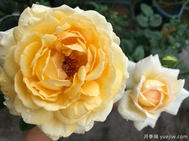 伊芙金伯爵月季/金色伊芙伯爵月季(圖2)