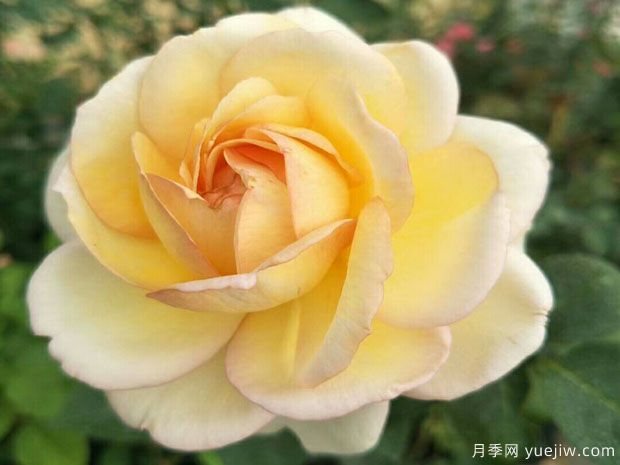 伊芙金伯爵月季/金色伊芙伯爵月季(圖3)