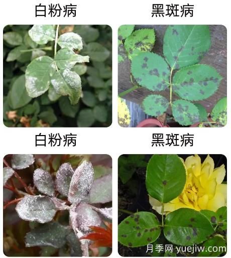 輕松識別月季病蟲害，還有治療技巧(圖1)