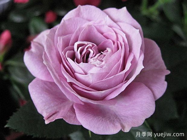 拉米炫耀月季介紹和優(yōu)缺點(圖1)