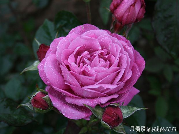 推薦5款真正的天然藍(lán)色月季，美麗又好養(yǎng)(圖3)
