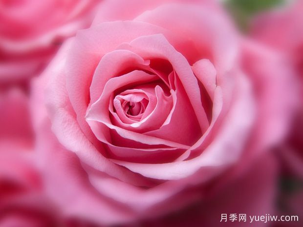 大花月季開花時間有哪些因素的影響？(圖1)